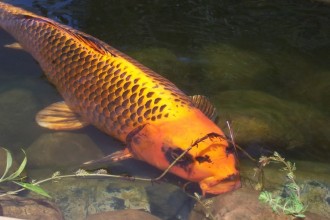 Koi Colors , 8 Good Biggest Koi Fish In pisces Category
