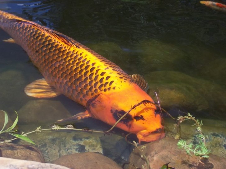 pisces , 8 Good Biggest Koi Fish : Koi Colors