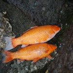  koi fish aquarium , 6 Good Facts About Koi Fish In pisces Category