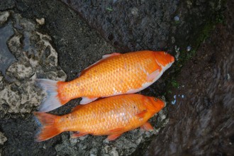 Koi Fish Aquarium , 6 Good Facts About Koi Fish In pisces Category