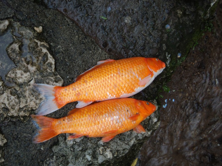 pisces , 6 Good Facts About Koi Fish :  Koi Fish Aquarium