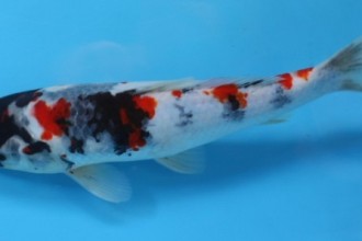 Koi Fish Are Quite , 9 Nice Caring For Koi Fish In pisces Category