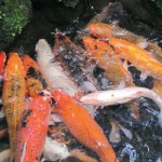  koi fish breeding , 8 Beautiful Koi Fish Breeders In pisces Category