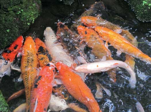 pisces , 8 Beautiful Koi Fish Breeders :  Koi Fish Breeding