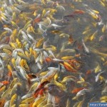 koi fish breeding , 9 Wonderful Koi Fish Sales In pisces Category