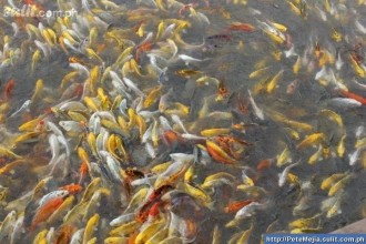  Koi Fish Breeding , 9 Wonderful Koi Fish Sales In pisces Category