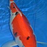  koi fish breeding , 9 Wonderful Koi Fish Sales In pisces Category