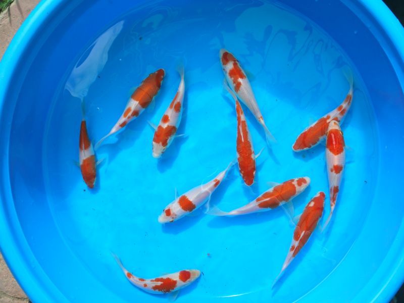 koi fish breeding