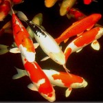  koi fish breeding , 6 Nice Koi Fishes In pisces Category