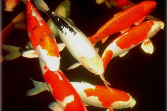  Koi Fish Breeding , 6 Nice Koi Fishes In pisces Category