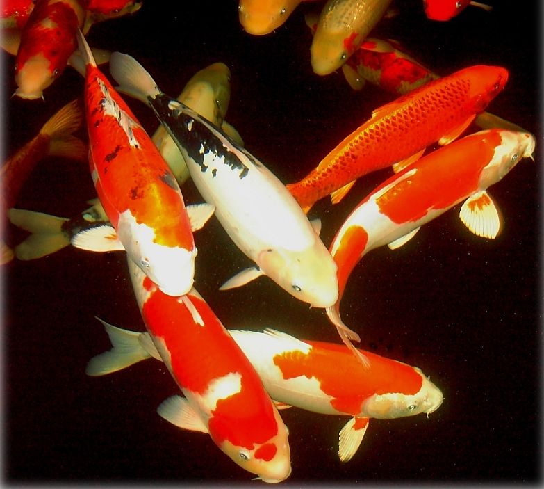 koi fish breeding : Biological Science Picture Directory – Pulpbits.net