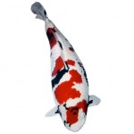 koi fish care , 9 Nice Caring For Koi Fish In pisces Category