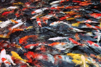 Koi Fish For Sale , 8 Cool Breeding Koi Fish In pisces Category