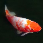  koi fish for sale , 6 Nice Koi Fishes In pisces Category