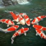 koi fish for sale , 5 Nice Koi Fish Stores In pisces Category