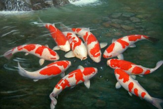  koi fish for sale in Dog