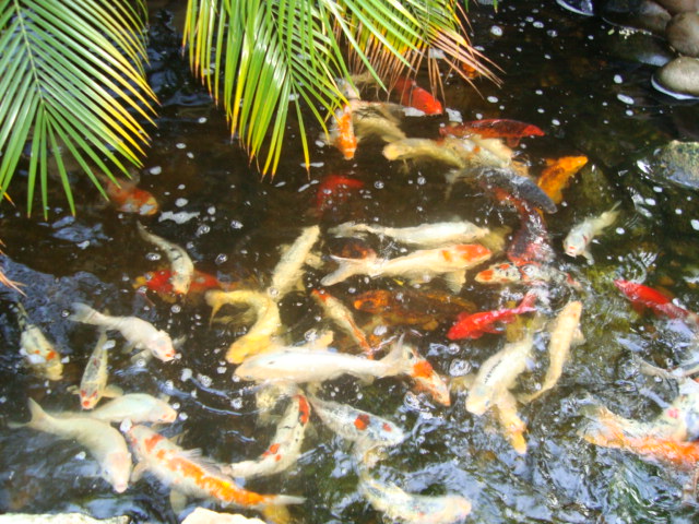 pisces , 6 Good Facts About Koi Fish : Koi Fish Healthy