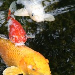 koi fish images , 7 Lovely Koi Fish Life Span In pisces Category