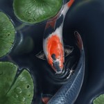 koi fish images of Japanese , 7 Lovely Koi Fish Life Span In pisces Category