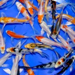  koi fish japan , 8 Charming Koi Fish Hatchery In pisces Category