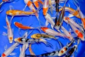  Koi Fish Japan , 8 Charming Koi Fish Hatchery In pisces Category