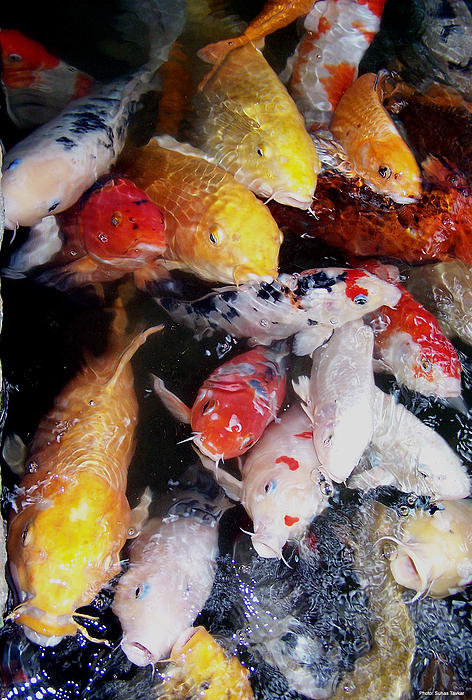 pisces , 5 Beautiful Koi Fish Prints :  Koi Fish Painting