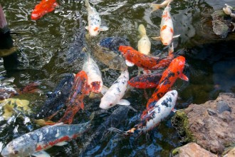 Koi Fish Pictures , 8 Good Biggest Koi Fish In pisces Category