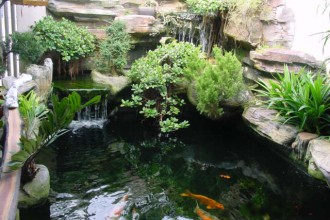  Koi Fish Pictures , 6 Good Pictures Of Koi Fish Ponds In pisces Category