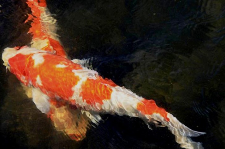 pisces , 5 Beautiful Koi Fish Prints :  Koi Fish Pictures