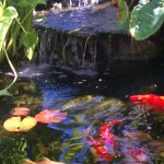  koi fish picturesapeLA.com , 7 Awesome Koi Fish Los Angeles In pisces Category