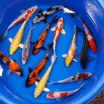 koi fish pictures , 8 Charming Order Koi Fish Online In pisces Category
