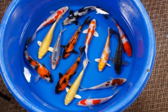 Koi Fish Pictures , 8 Charming Order Koi Fish Online In pisces Category