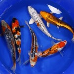 koi fish pictures , 8 Charming Order Koi Fish Online In pisces Category