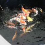 koi fish pictures , 6 Charming Koi Fish Pond Care In pisces Category