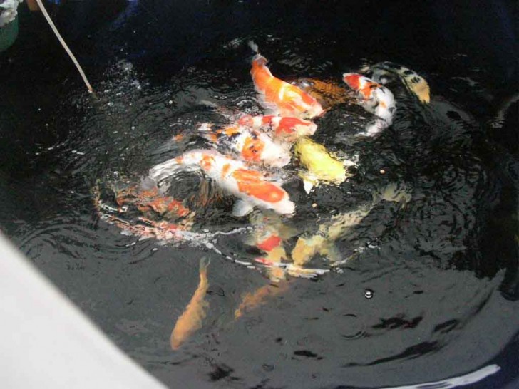 pisces , 6 Charming Koi Fish Pond Care : Koi Fish Pictures