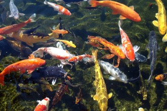  Koi Fish Pictures , 6 Good Facts About Koi Fish In pisces Category