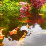  koi fish pictures , 7 Fabulous Koi Fish Fountain In pisces Category