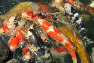  Koi Fish Pictures , 8 Beautiful Koi Fish Breeders In pisces Category