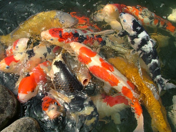 pisces , 8 Beautiful Koi Fish Breeders :  Koi Fish Pictures