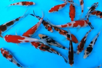  Koi Fish Pictures , 9 Wonderful Koi Fish Sales In pisces Category