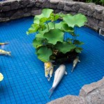  koi fish pictures , 8 Cool How To Care For Koi Fish Pond In pisces Category