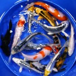  koi fish pond , 6 Top Buying Koi Fish In pisces Category