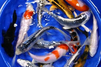  koi fish pond in pisces