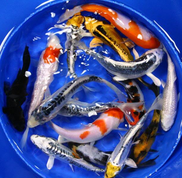 pisces , 6 Top Buying Koi Fish :  Koi Fish Pond