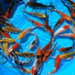  koi fish pond , 8 Good Live Japanese Koi Fish For Sale In pisces Category