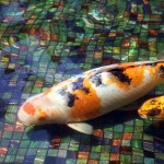  koi fish pond , 8 Amazing Giant Koi Fish For Sale In pisces Category