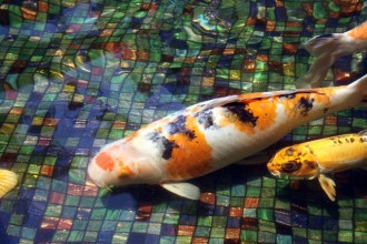  Koi Fish Pond , 8 Amazing Giant Koi Fish For Sale In pisces Category