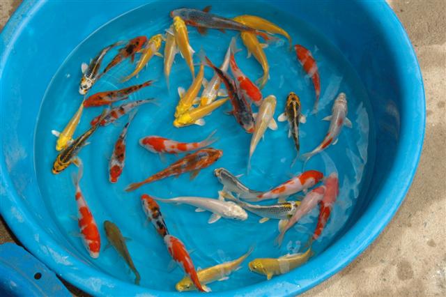 pisces , 7 Fabulous Koi Fish Cost :  Koi Fish Pond From South Africa S