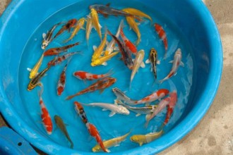  Koi Fish Pond , 7 Top Prices Of Koi Fish In pisces Category