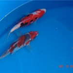  koi fish pond , 8 Nice Prices For Koi Fish In pisces Category
